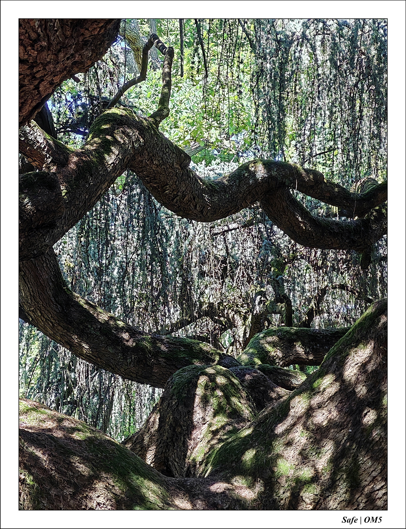 2025 - 08 - Vallée des loups - 28